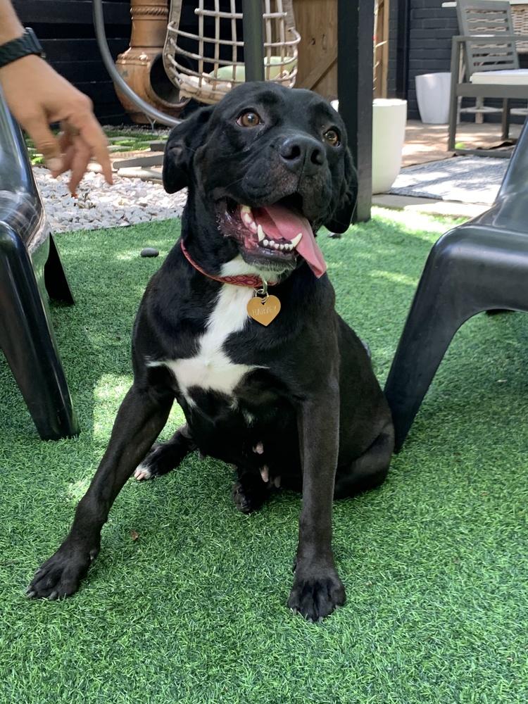 Enlarge Harley, a Adopted mixed breed in Oklahoma City, OK image 1/5