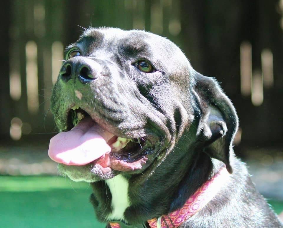 Enlarge Harley, a Adopted mixed breed in Oklahoma City, OK image 2/5