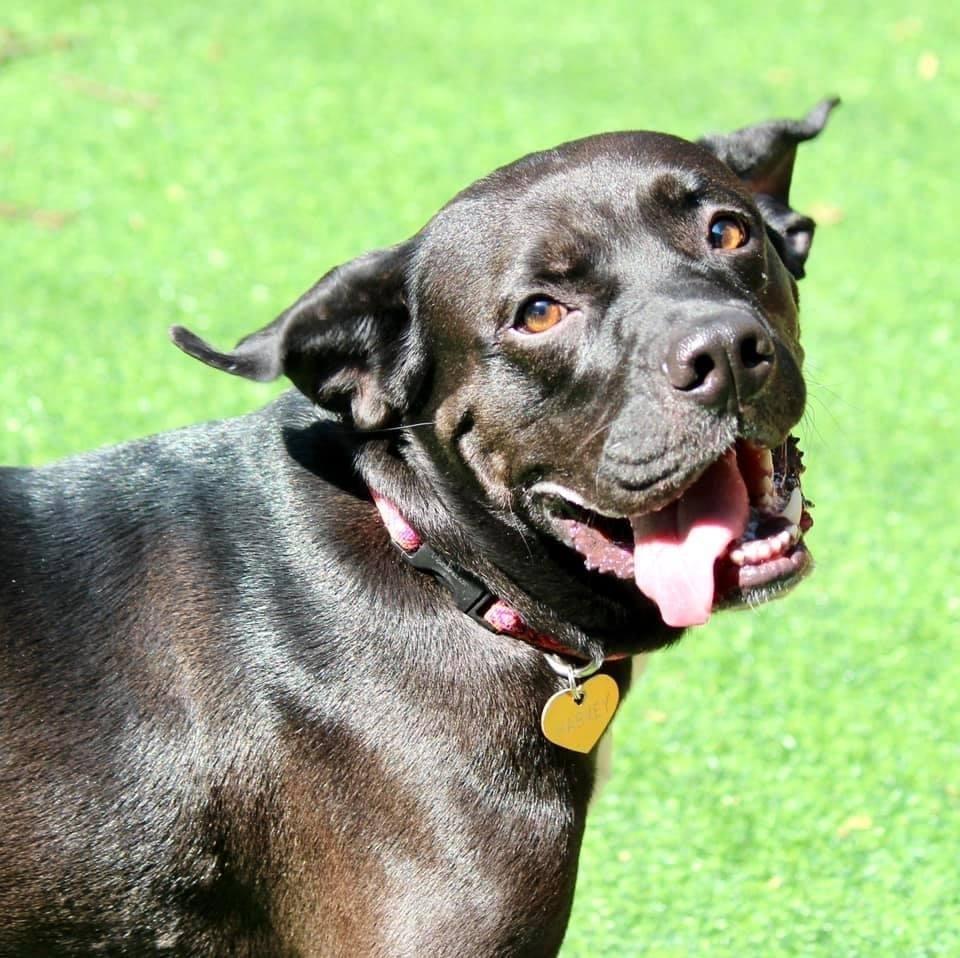 Harley, Adopted, Adult Female Boxer.