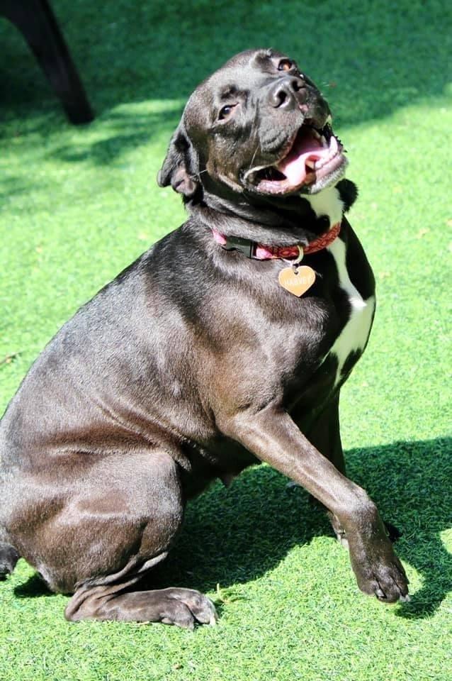 Enlarge Harley, a Adopted mixed breed in Oklahoma City, OK image 4/5