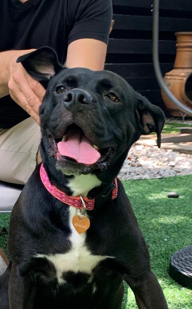 Enlarge Harley, a Adopted mixed breed in Oklahoma City, OK image 5/5