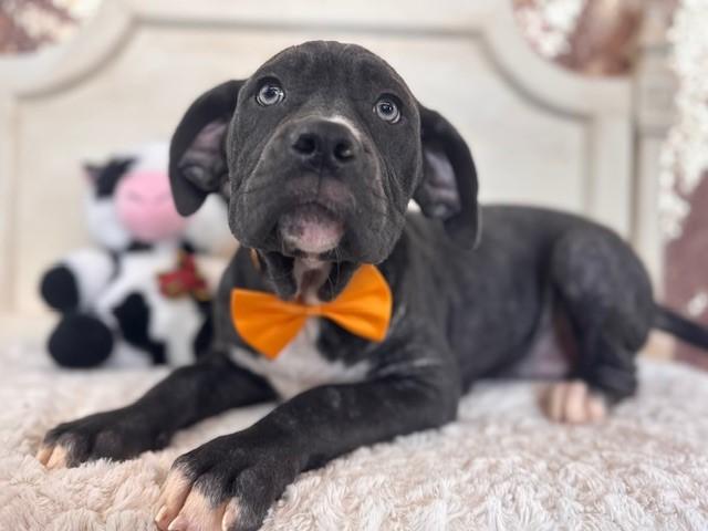 Enlarge PASSION FRUIT, a Adoptable mixed breed in Fairfield, CA image 1/1