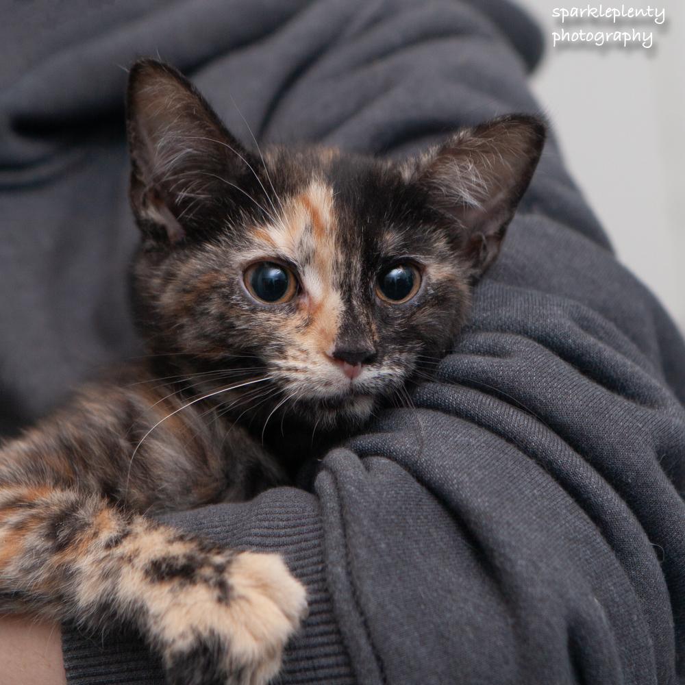 Munchkin, an adopted Domestic Short Hair in Ridgefield, CT image 1/2