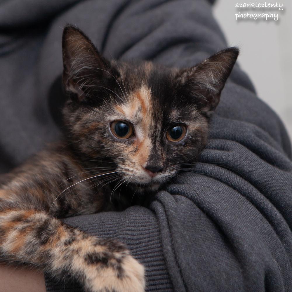 Munchkin, an adopted Domestic Short Hair in Ridgefield, CT image 2/2