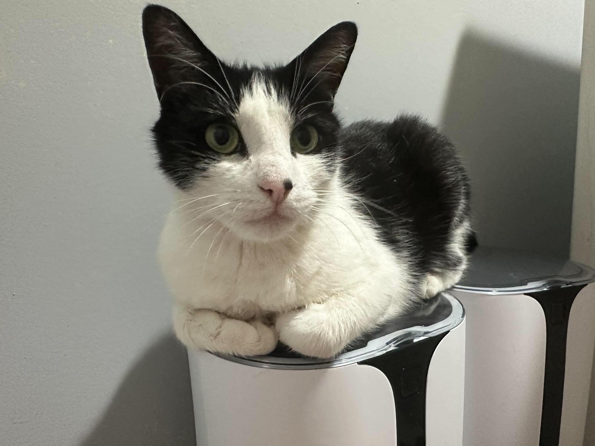 Artemus, a ADOPTABLE American Shorthair in philadelphia, PA image 1/4