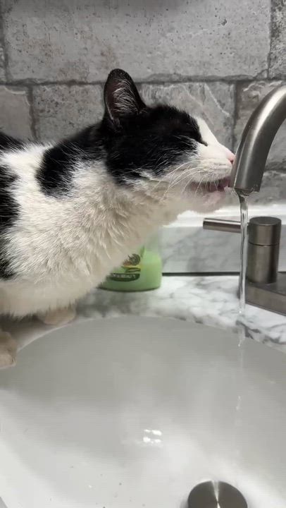 Enlarge Artemus, a ADOPTABLE American Shorthair in philadelphia, PA video 3/4