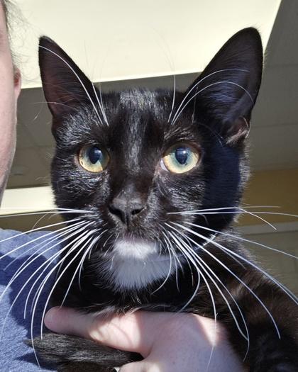 Oreo  I Am thumbnail 2