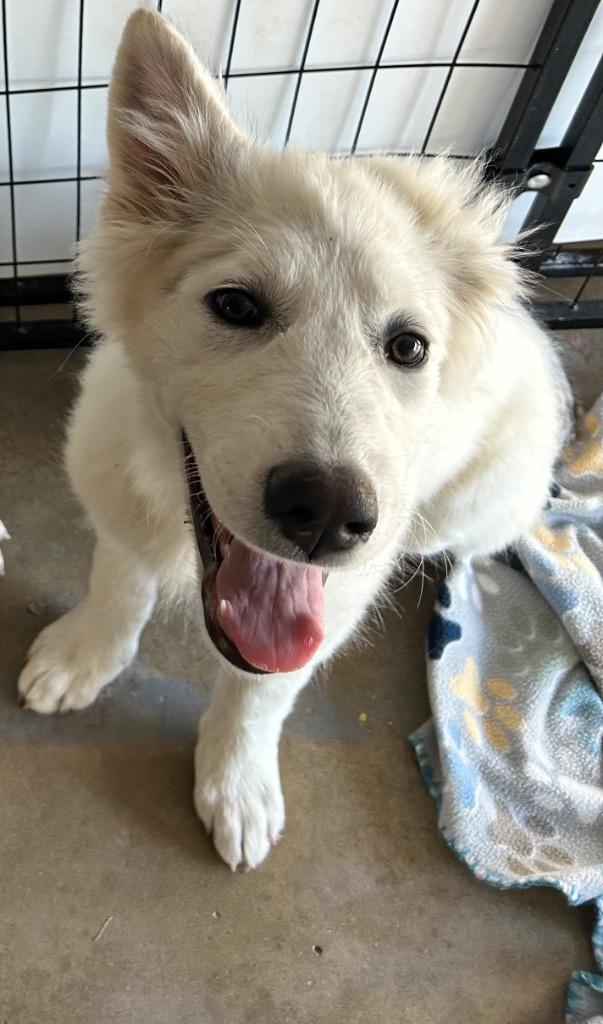 Anna, Adoptable, Puppy Female Labrador Retriever & Husky.