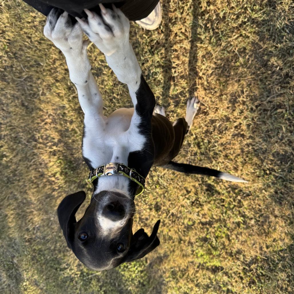 Otis, Adoptable, Young Male Hound & Mixed Breed.