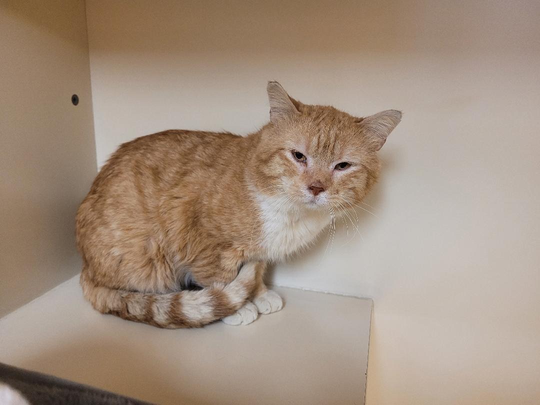 Enlarge Bernard, a ADOPTABLE Domestic Short Hair in Hays, KS image 2/6