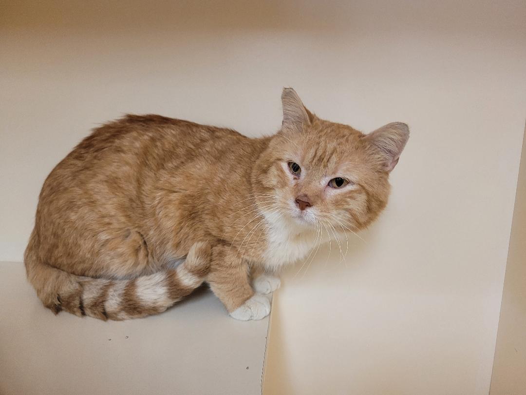 Enlarge Bernard, a ADOPTABLE Domestic Short Hair in Hays, KS image 6/6