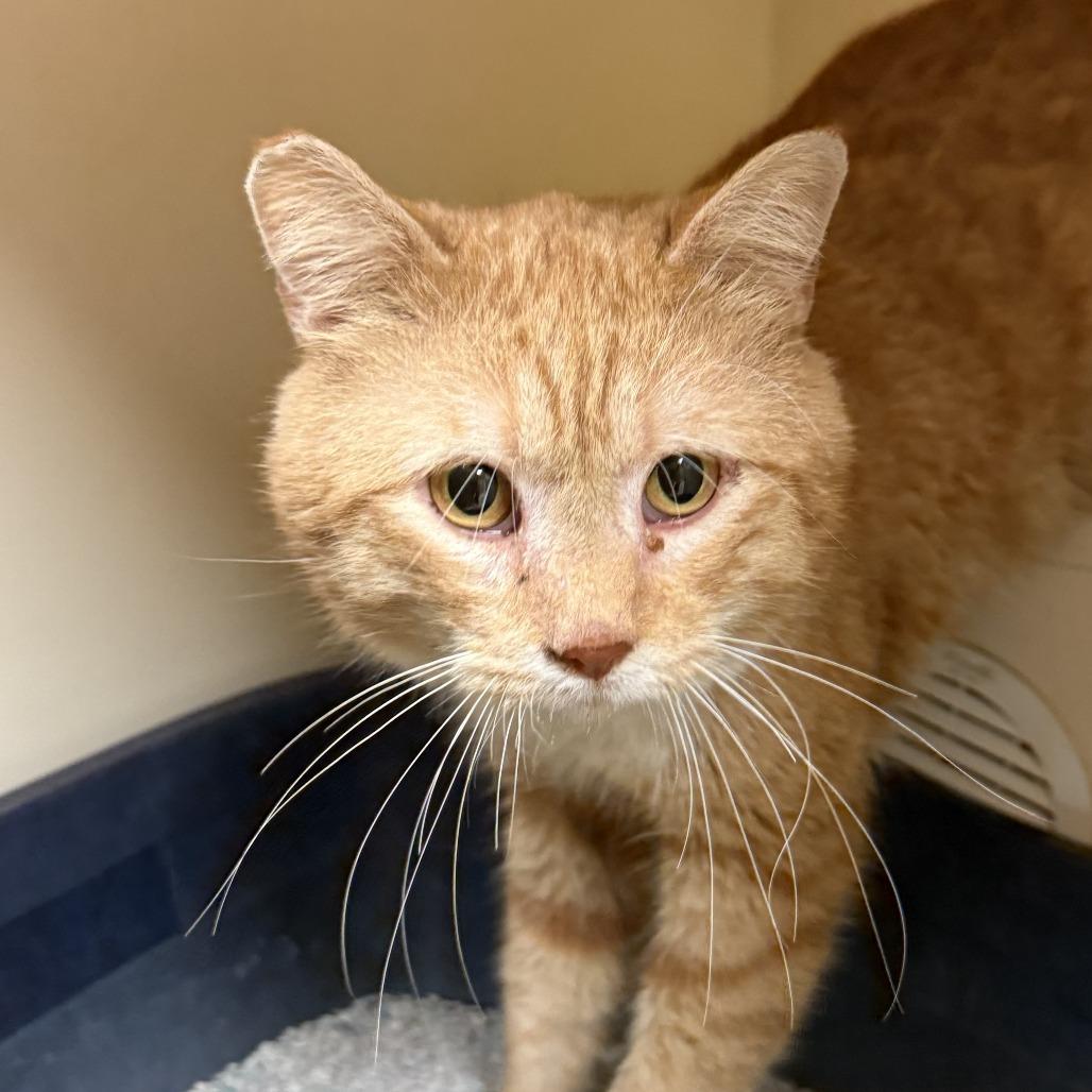 Enlarge Bernard, a ADOPTABLE Domestic Short Hair in Hays, KS image 1/6