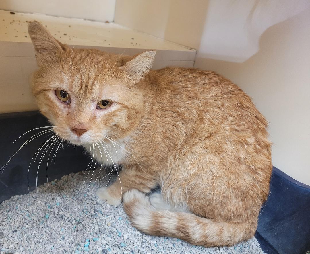 Enlarge Bernard, a ADOPTABLE Domestic Short Hair in Hays, KS image 3/6