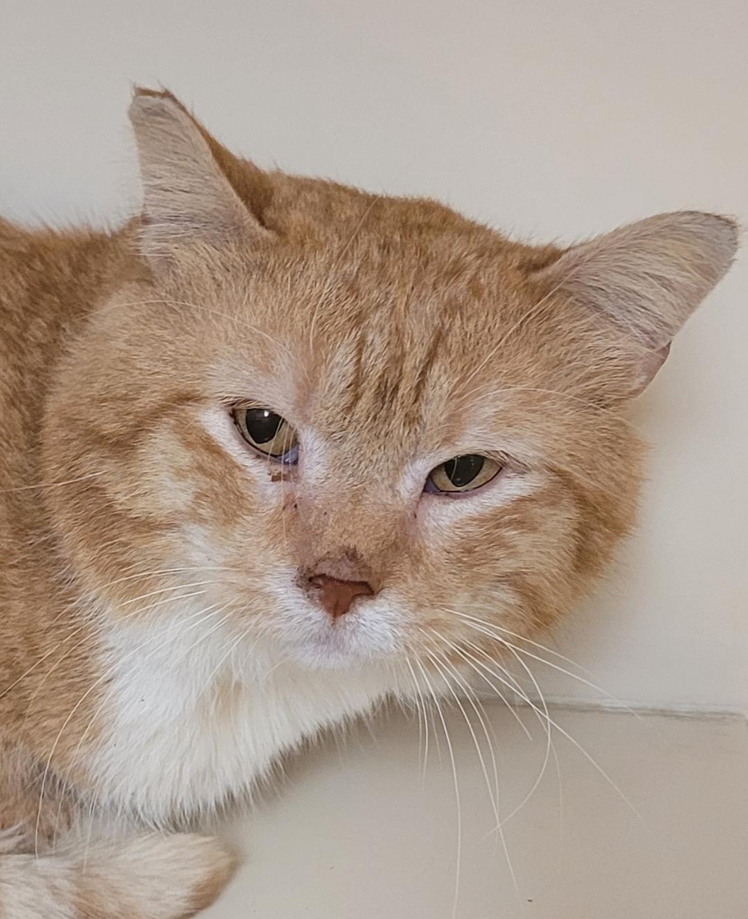 Enlarge Bernard, a ADOPTABLE Domestic Short Hair in Hays, KS image 4/6