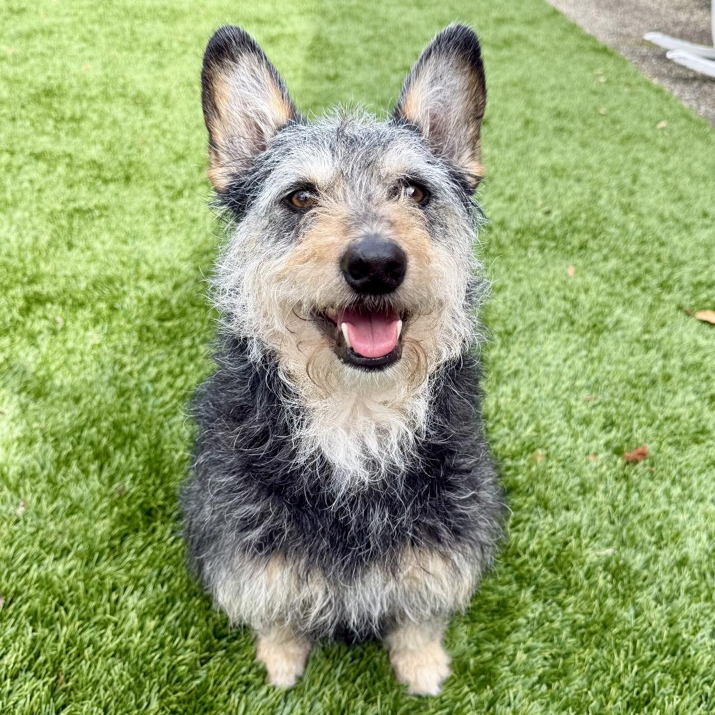 Gondo, Adoptable, Adult Male Cairn Terrier & Schnauzer.