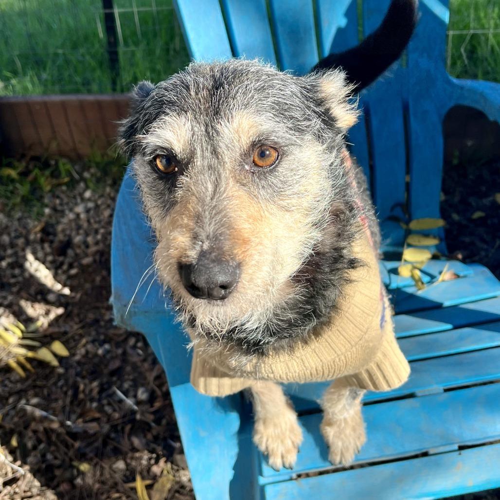 Gondo, Adoptable, Adult Male Cairn Terrier & Schnauzer.