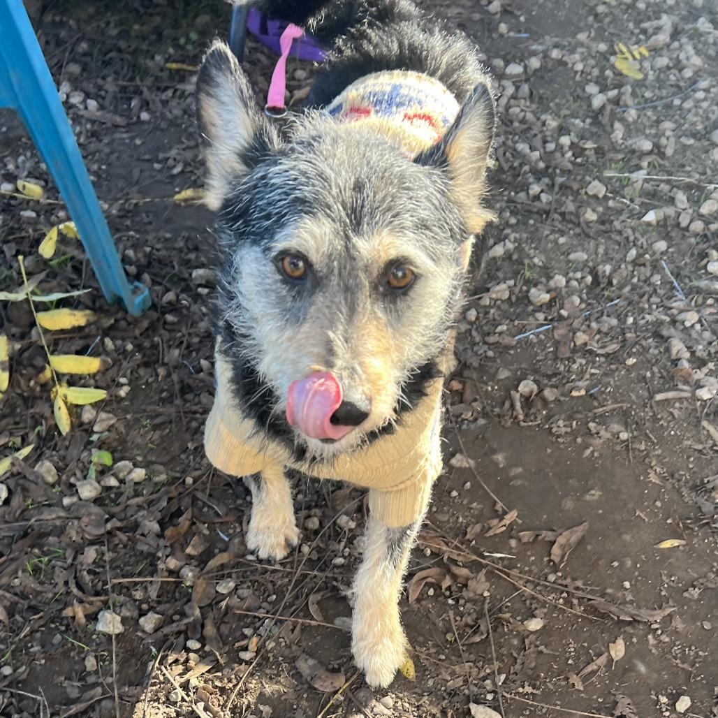 Gondo, Adoptable, Adult Male Cairn Terrier & Schnauzer.