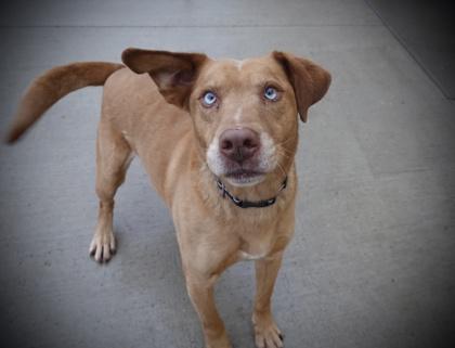 Blue, ADOPTABLE, Adult Male Yellow Labrador Retriever.