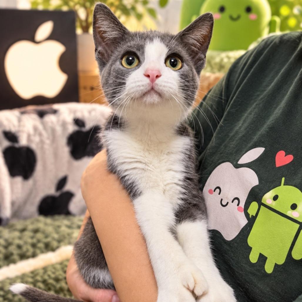 Apple photo