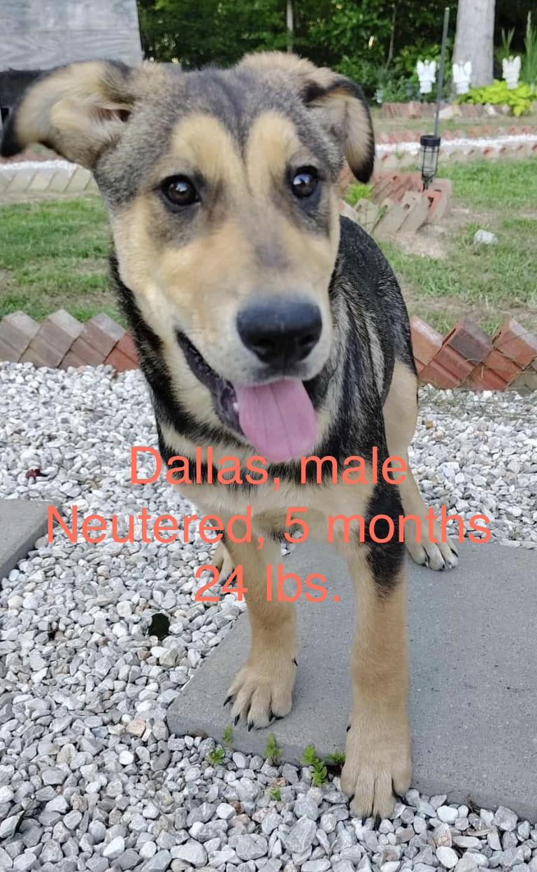 Dallas, Adoptable, Puppy Male German Shepherd Dog & Hound.