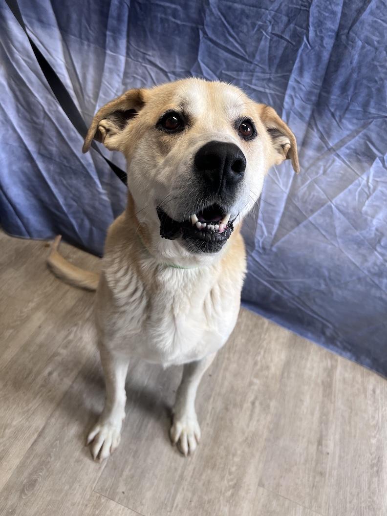 Zeus-Foster-to-Adopt, a ADOPTABLE mixed breed in Medina, OH image 3/6