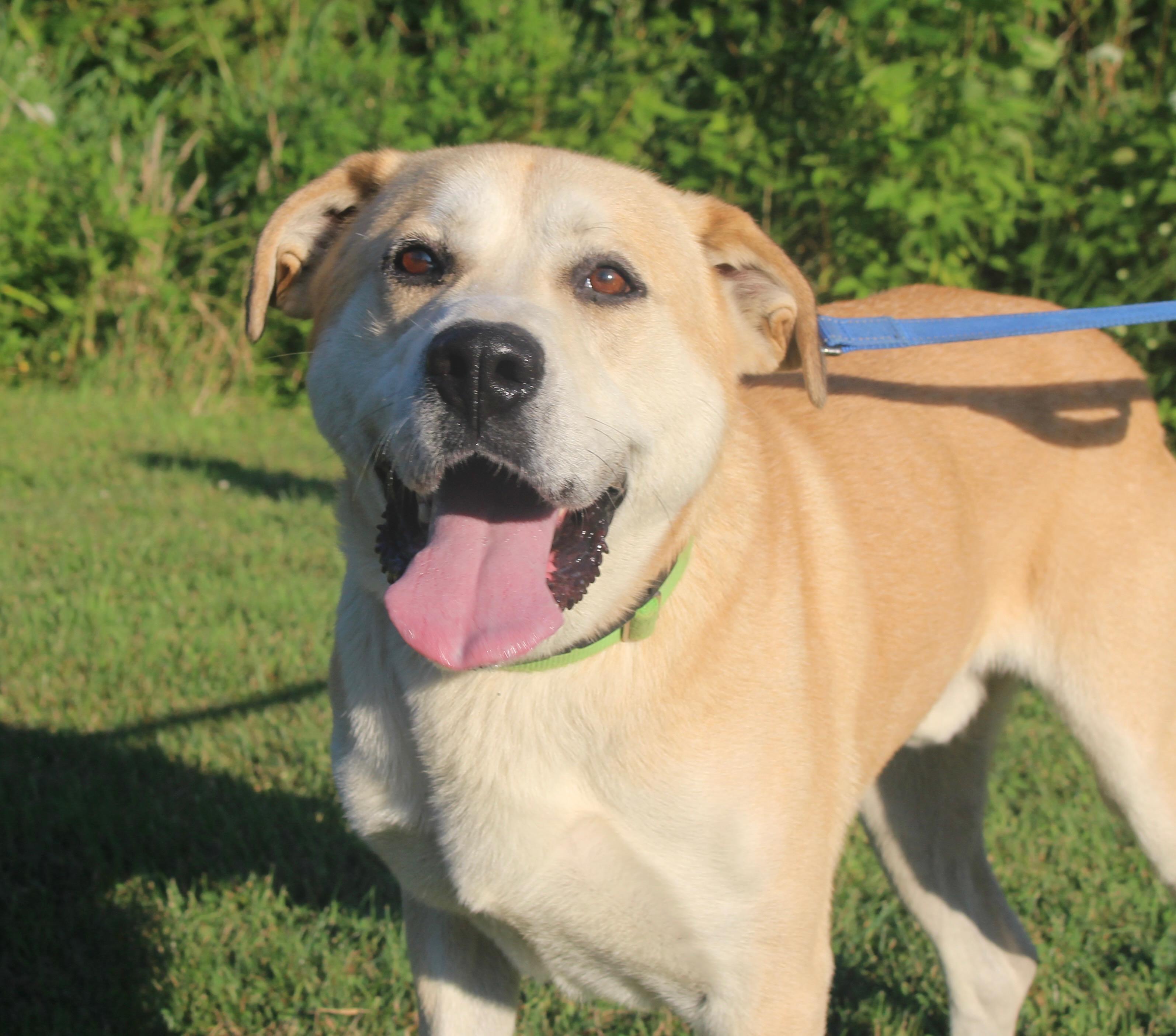 Zeus-Foster-to-Adopt, a ADOPTABLE mixed breed in Medina, OH image 2/6