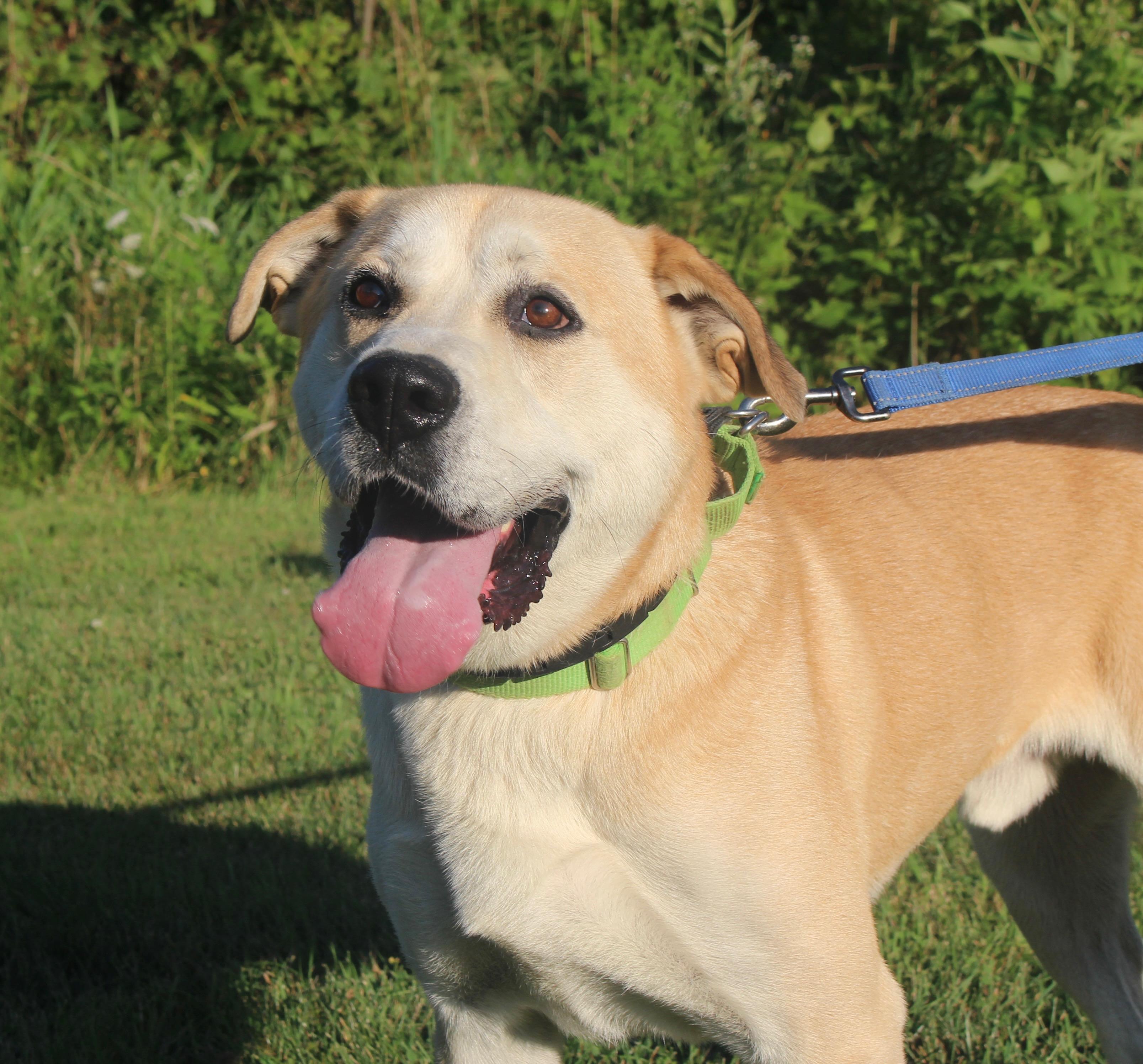 Zeus-Foster-to-Adopt, a ADOPTABLE mixed breed in Medina, OH image 6/6