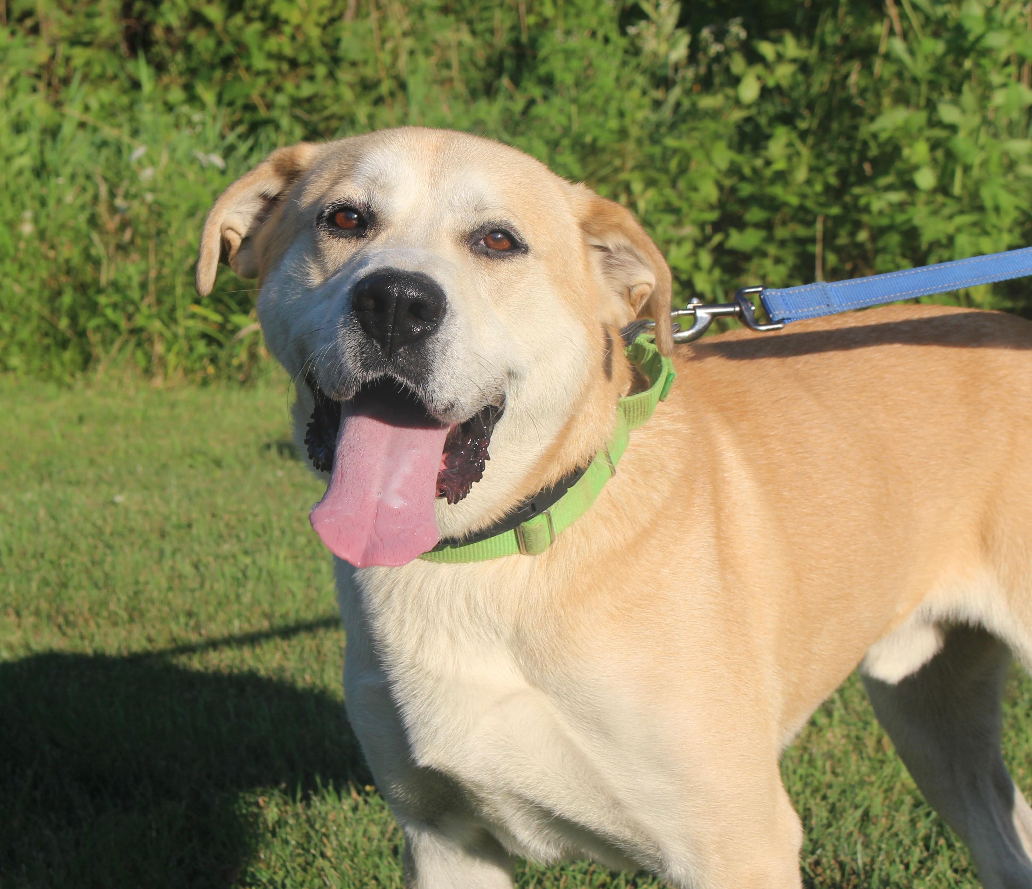 Zeus-Foster-to-Adopt, a ADOPTABLE mixed breed in Medina, OH image 4/6