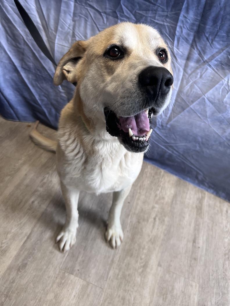 Zeus-Foster-to-Adopt, a ADOPTABLE mixed breed in Medina, OH image 2/6