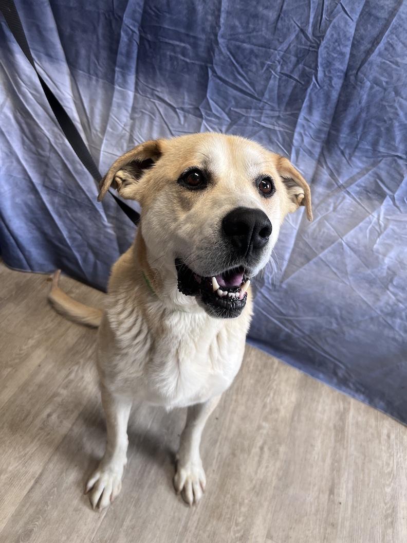 Zeus-Foster-to-Adopt, a ADOPTABLE mixed breed in Medina, OH image 4/6