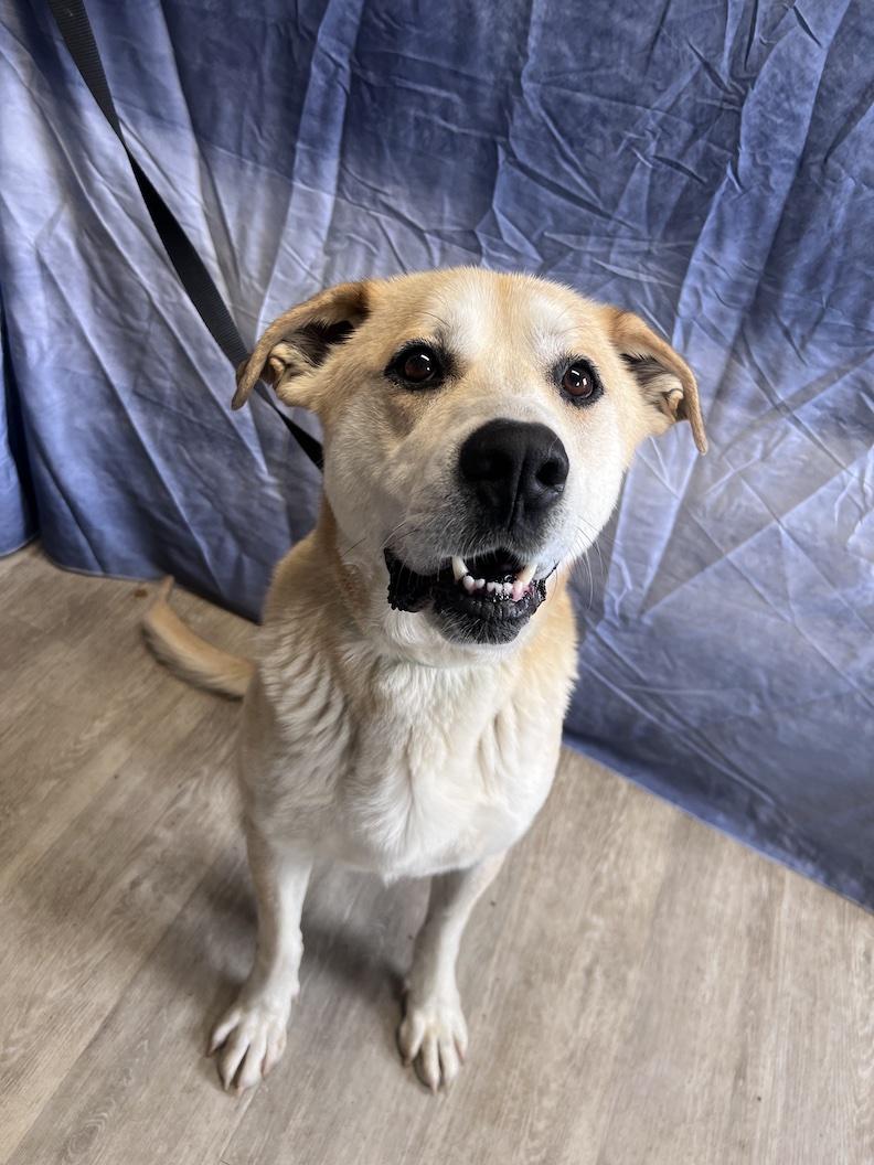Zeus-Foster-to-Adopt, a ADOPTABLE mixed breed in Medina, OH image 5/6