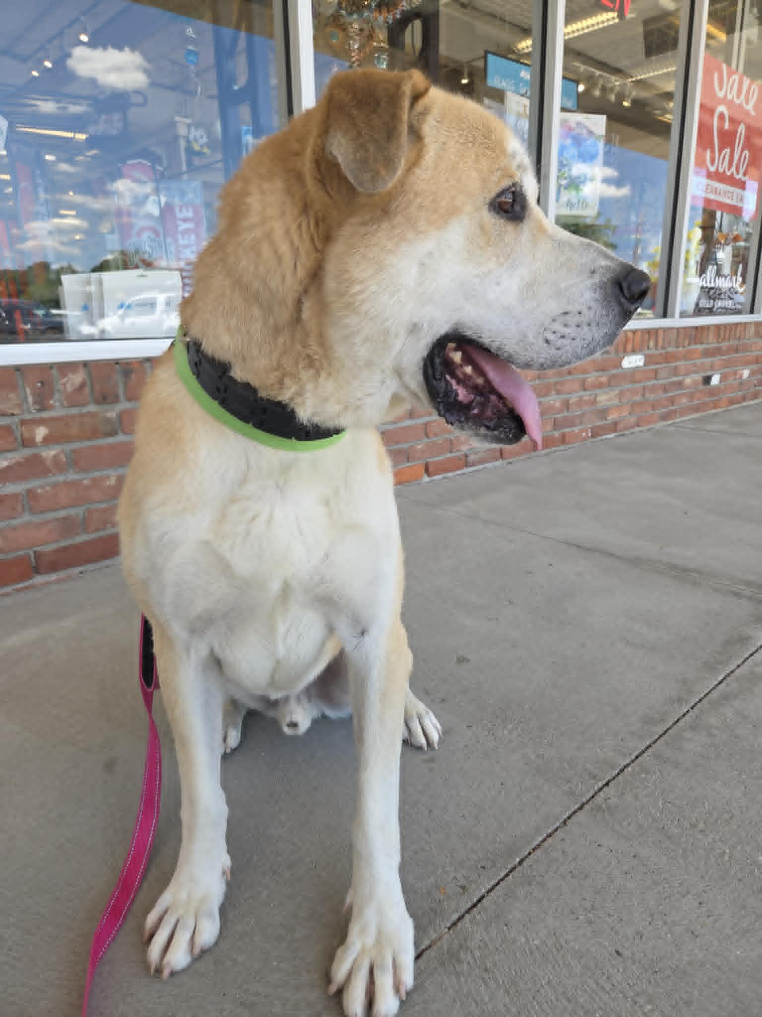 Zeus-Foster-to-Adopt, a ADOPTABLE mixed breed in Medina, OH image 4/6