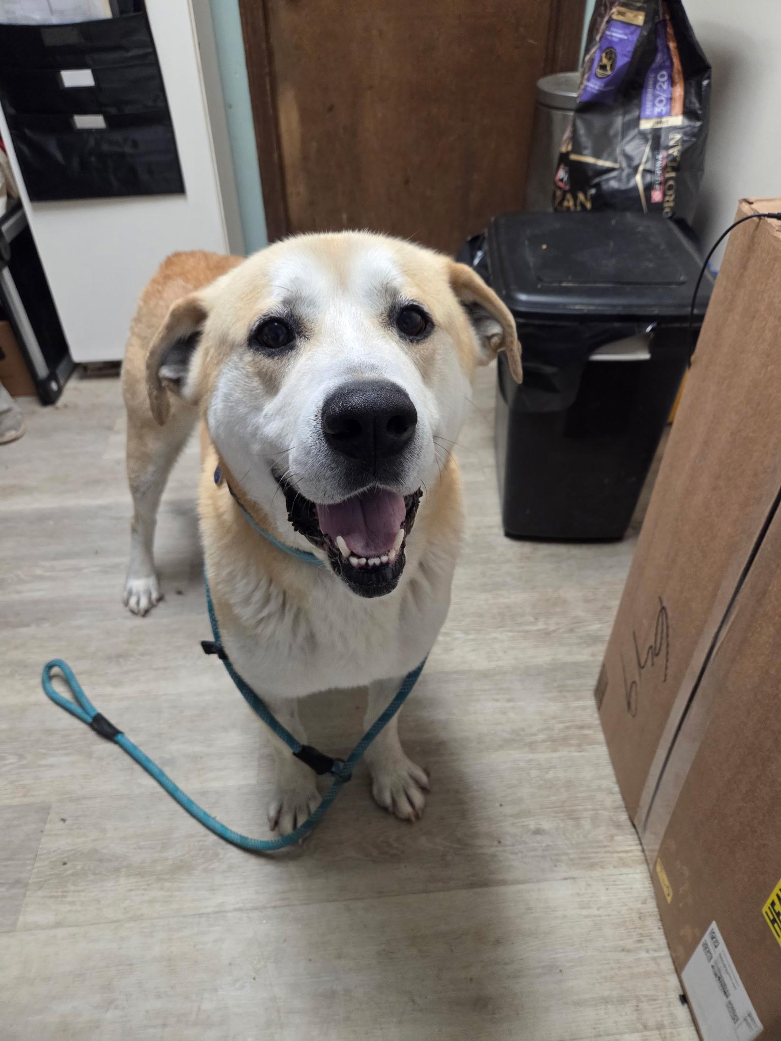 Zeus-Not Accepting Applications Yet!, ADOPTABLE, Adult Male Yellow Labrador Retriever & Husky.