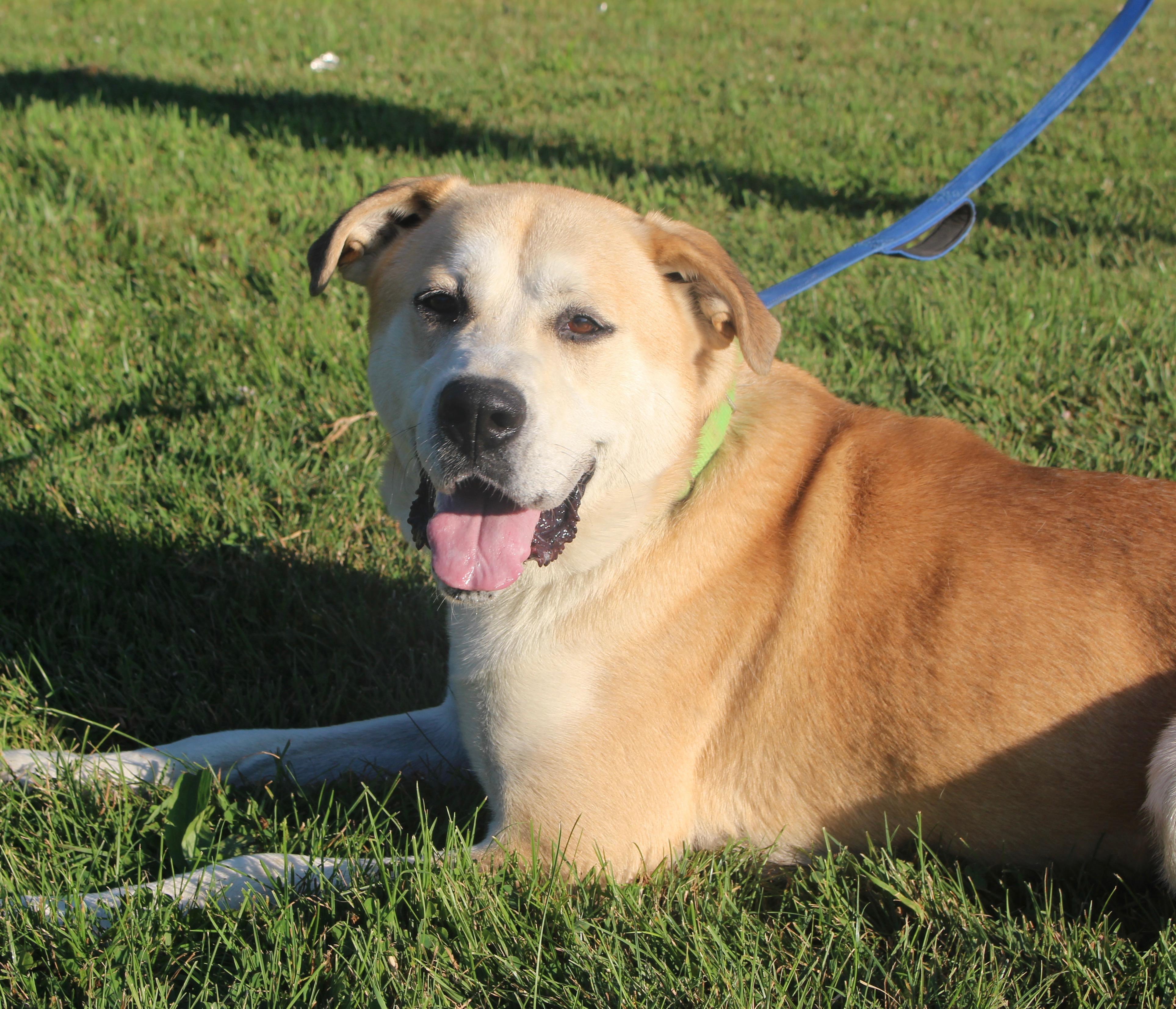 Zeus-Foster-to-Adopt, a ADOPTABLE mixed breed in Medina, OH image 3/6
