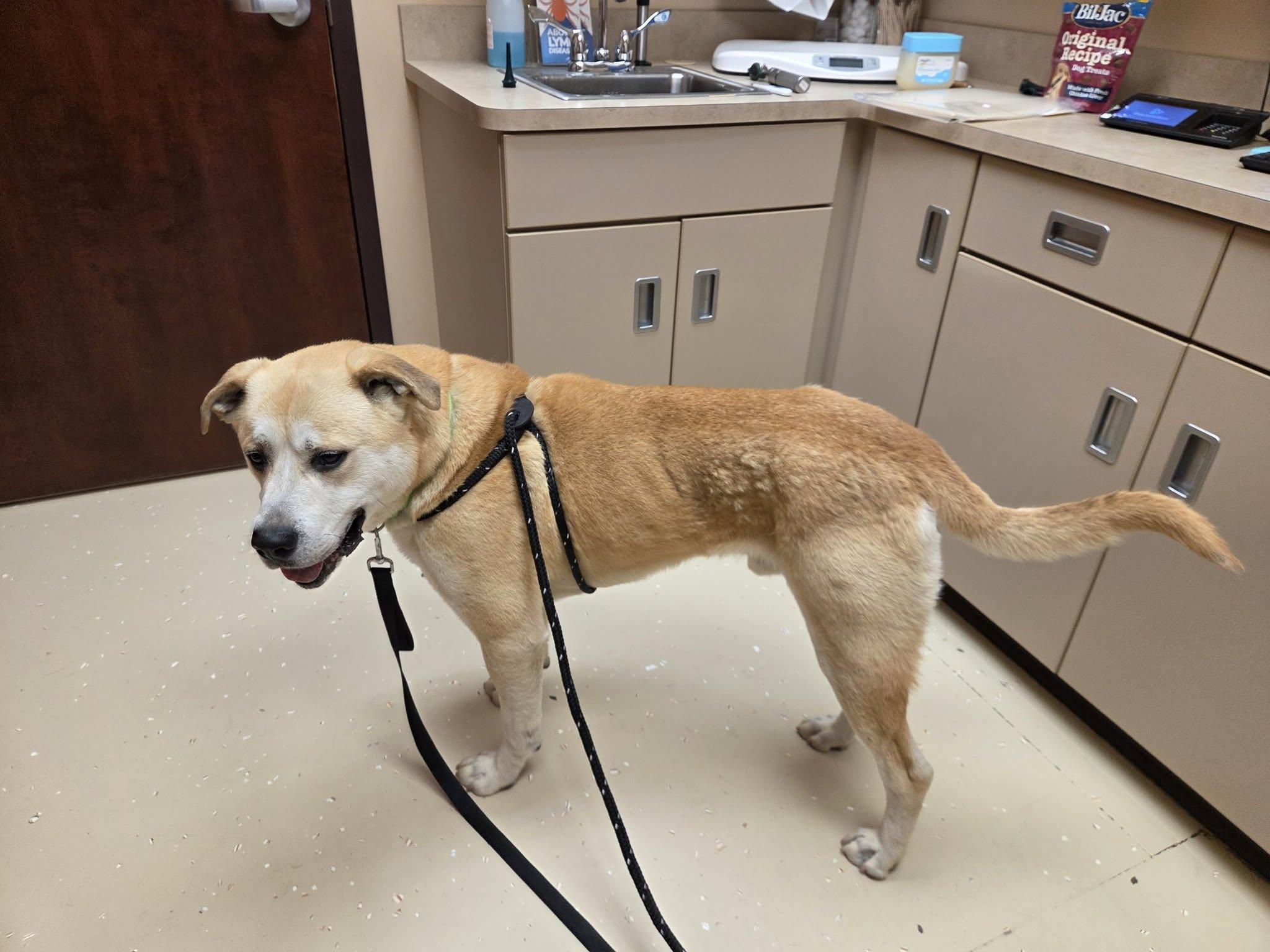 Enlarge Zeus-Not Accepting Applications Yet!, a ADOPTABLE mixed breed in Medina, OH image 2/3