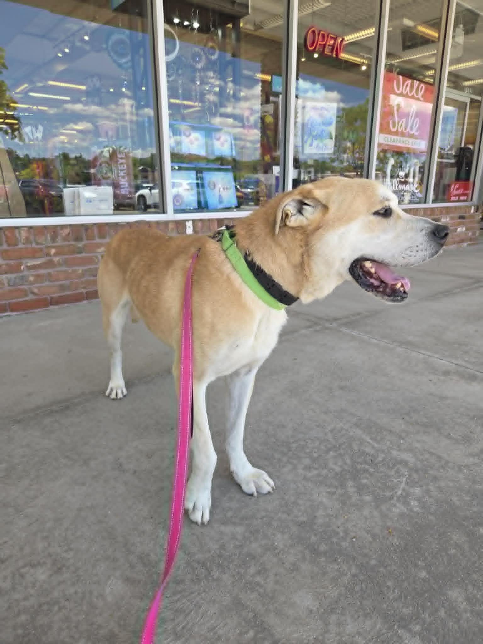Zeus-Foster-to-Adopt, a ADOPTABLE mixed breed in Medina, OH image 5/6