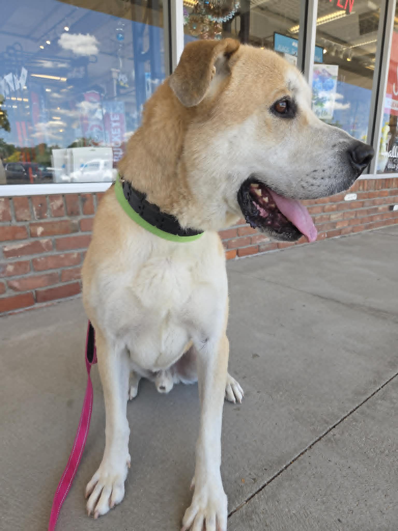 Zeus-Foster-to-Adopt, a ADOPTABLE mixed breed in Medina, OH image 6/6