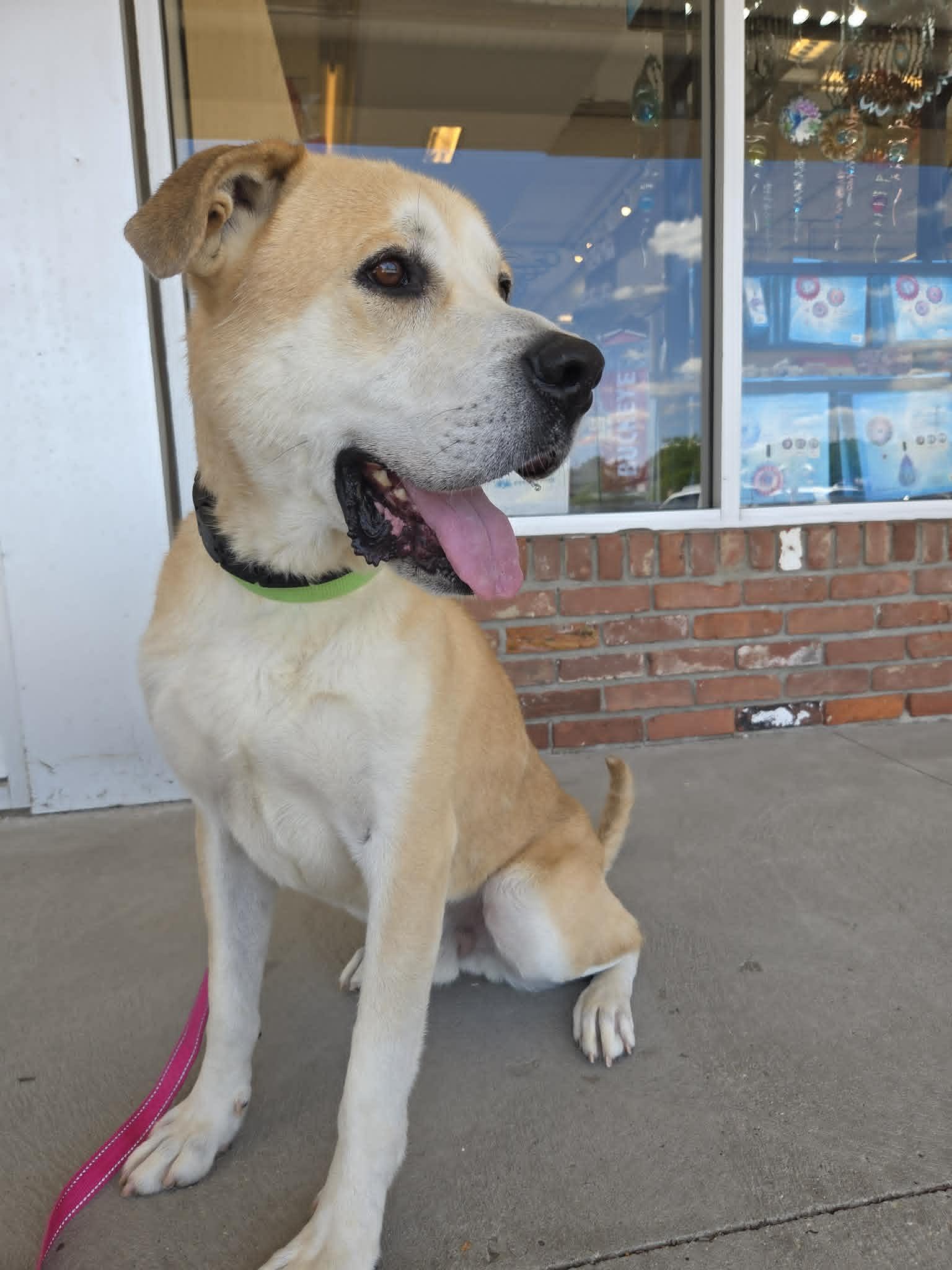 Zeus-Foster-to-Adopt, a ADOPTABLE mixed breed in Medina, OH image 3/6