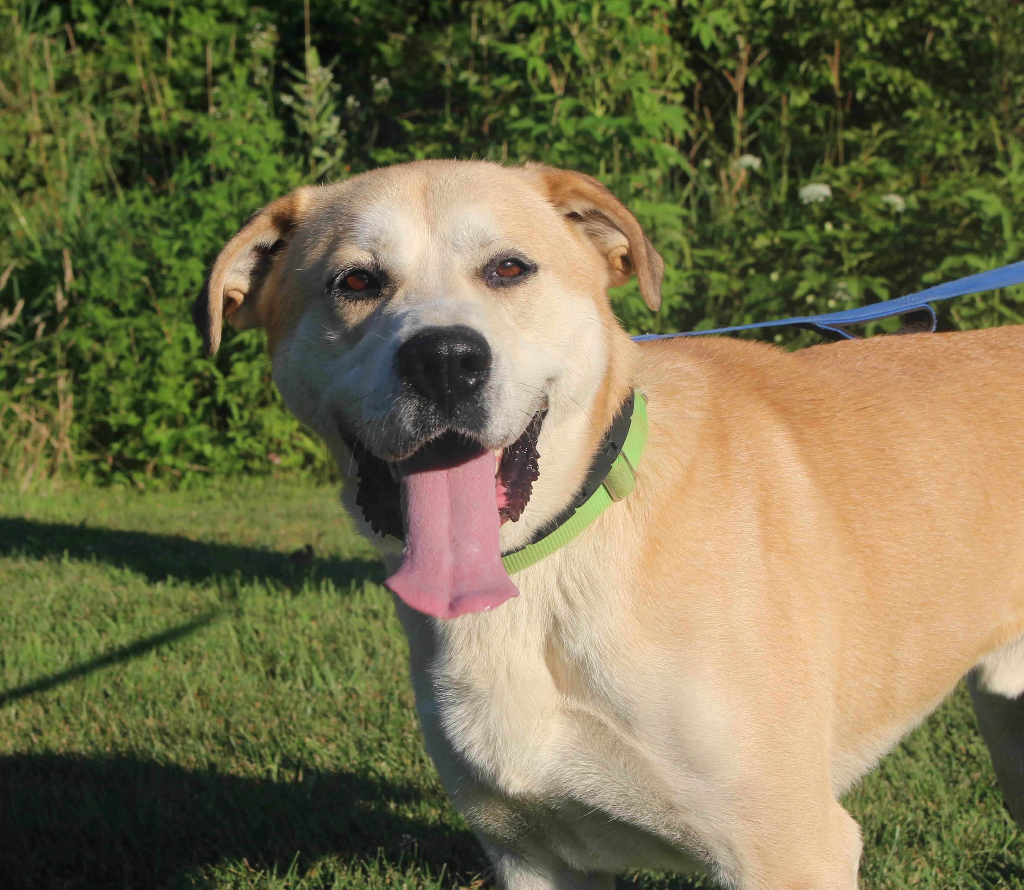 Zeus-Foster-to-Adopt, a ADOPTABLE mixed breed in Medina, OH image 5/6