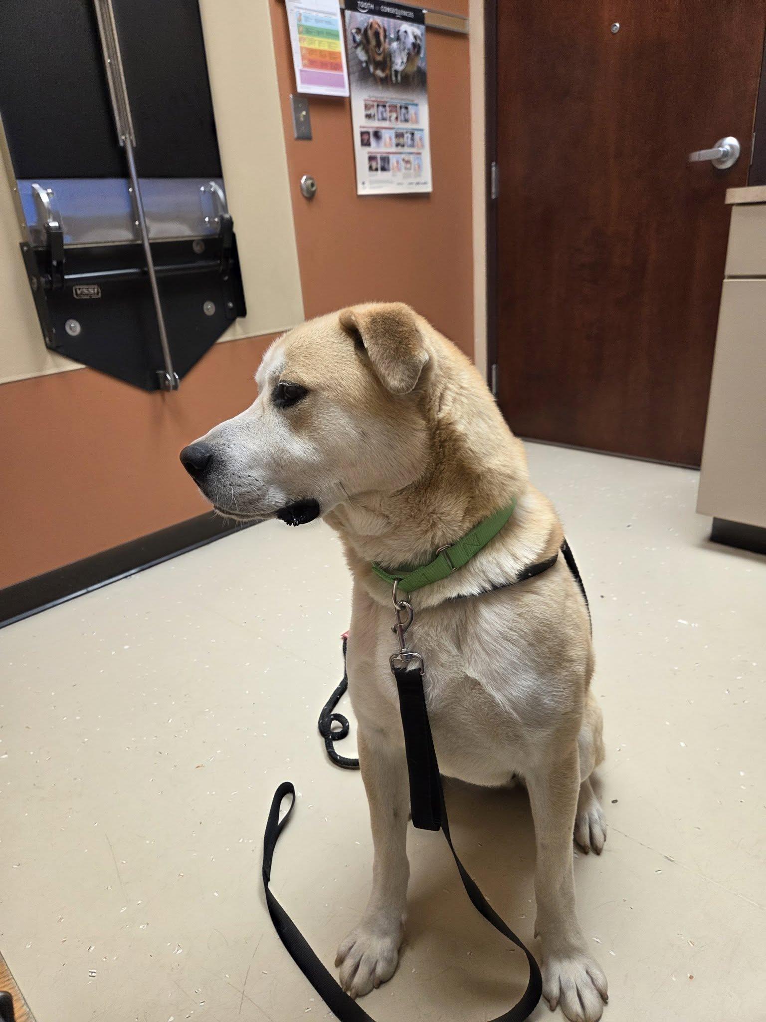 Enlarge Zeus-Not Accepting Applications Yet!, a ADOPTABLE mixed breed in Medina, OH image 3/3