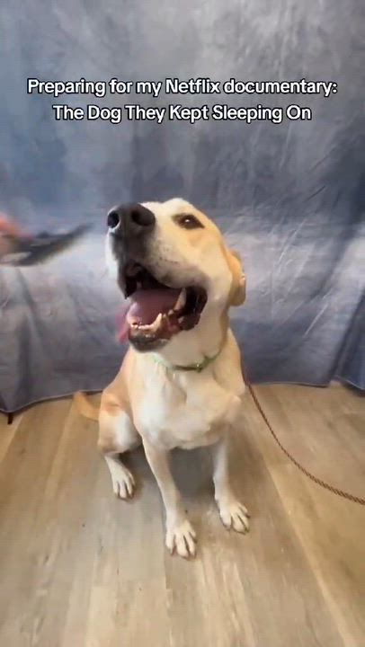 Enlarge Zeus-Foster-to-Adopt, a ADOPTABLE mixed breed in Medina, OH video 1/6