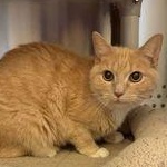 Enlarge Dutchess, a Adopted Domestic Short Hair in Reisterstown, MD image 2/3