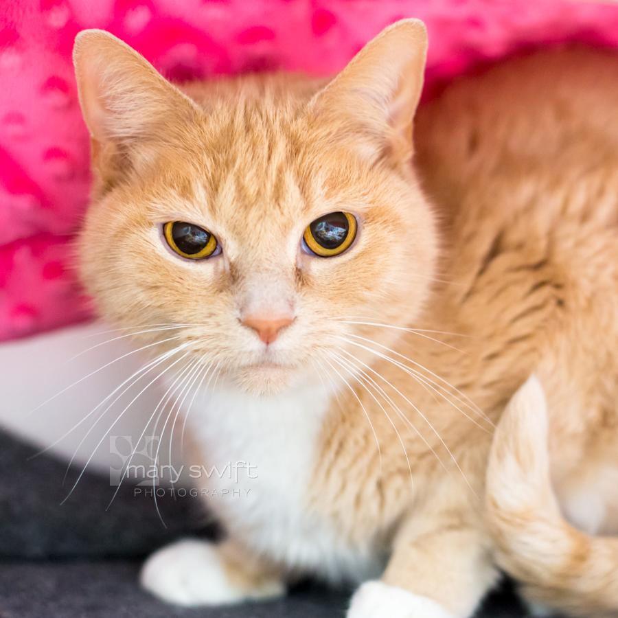 Enlarge Dutchess, a Adopted Domestic Short Hair in Reisterstown, MD image 3/3