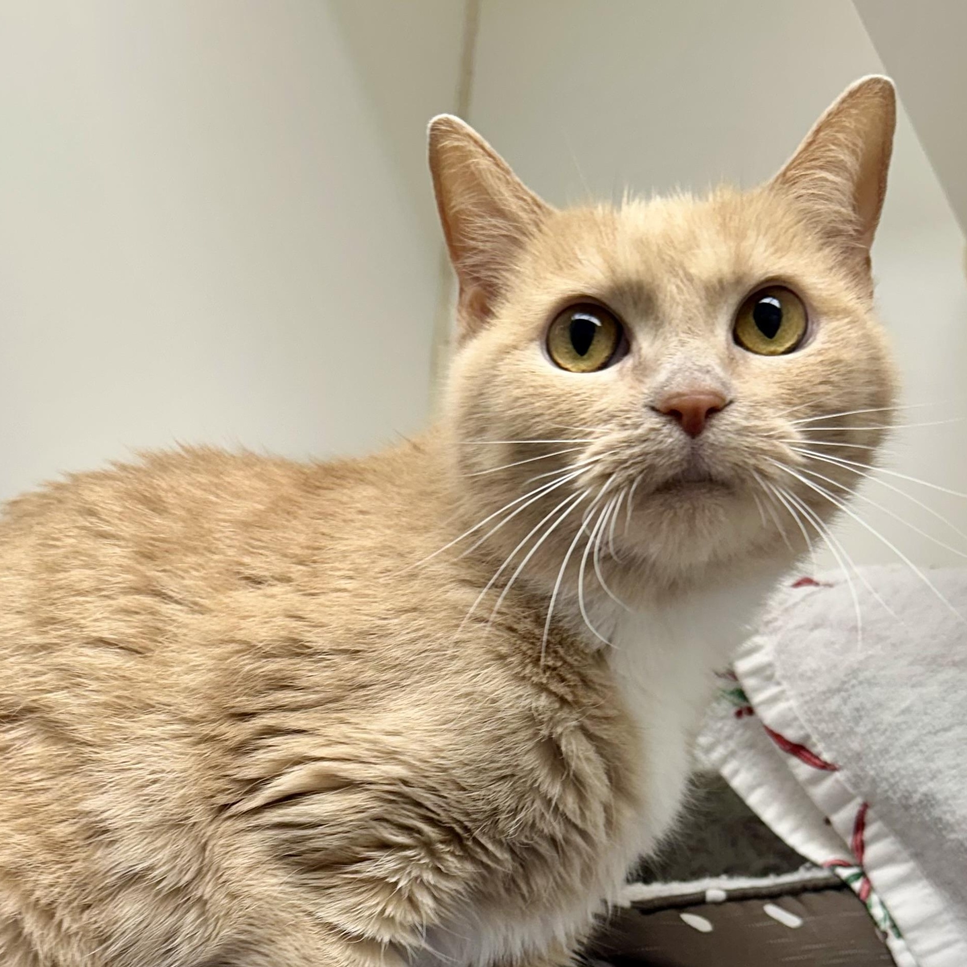 Dutchess, Adopted, Adult Female Domestic Short Hair.