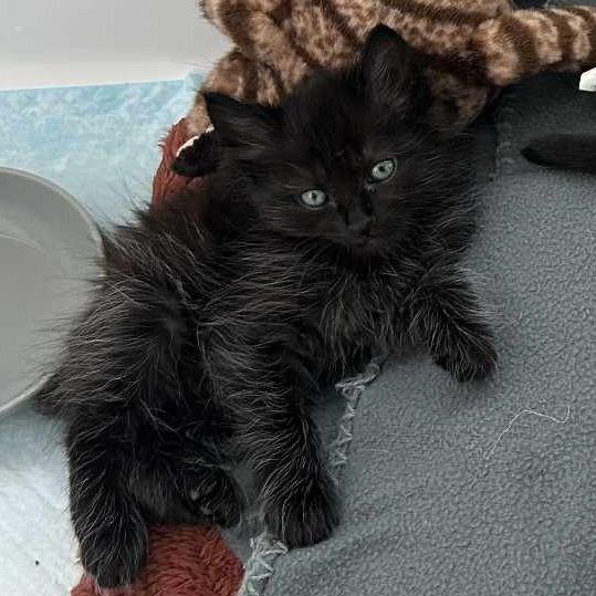 Enlarge Ink Blot, a Adoptable Domestic Long Hair in Jacksonville, OR image 1/3