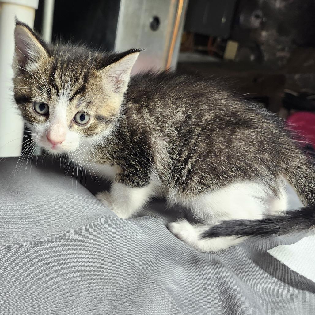 Bretzel Bite, a Adoptable Domestic Short Hair in Middletown, OH image 1/2