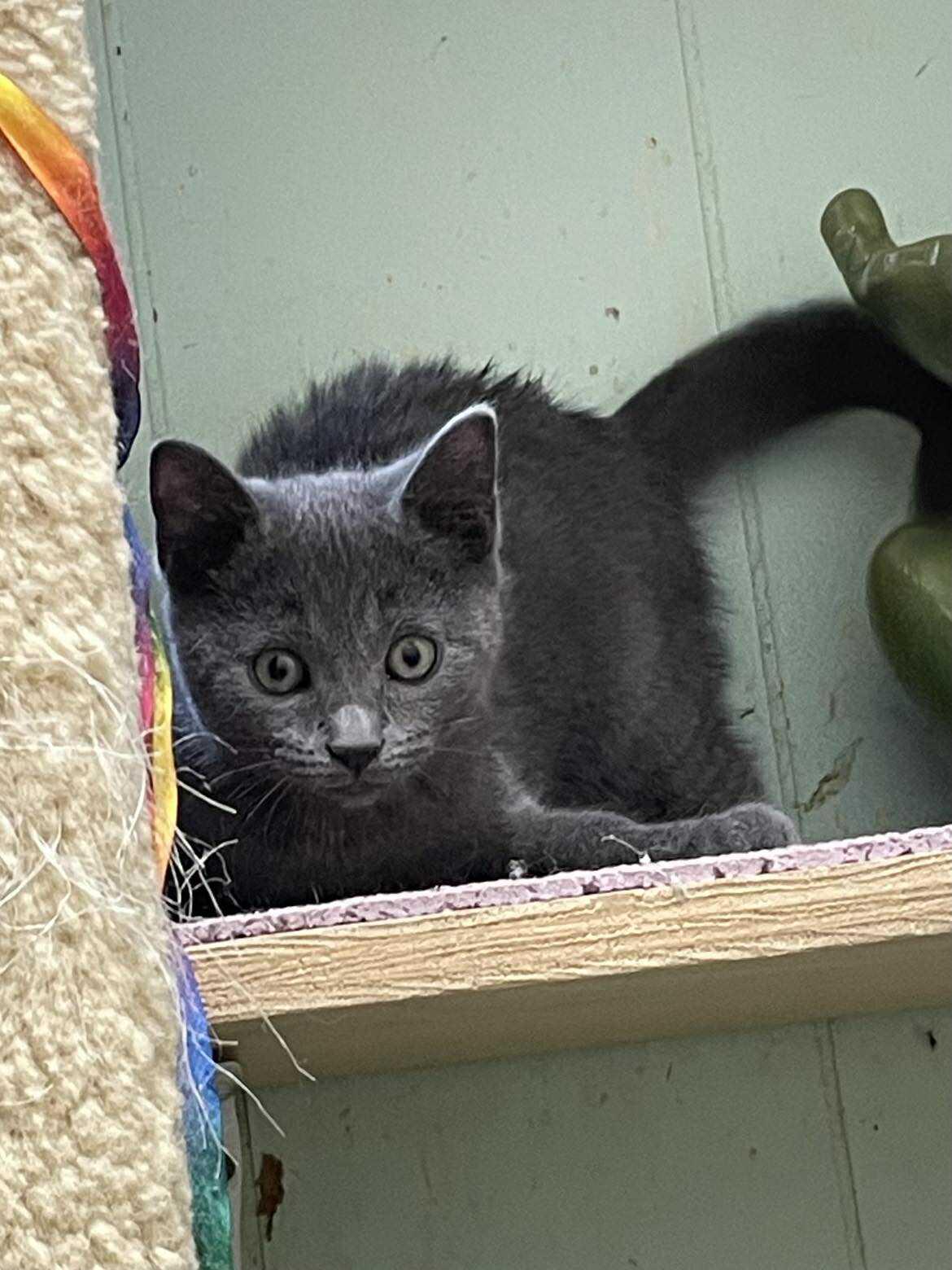 Shrimp Ru Jones, adopted, Kitten Female Domestic Short Hair & Russian Blue.