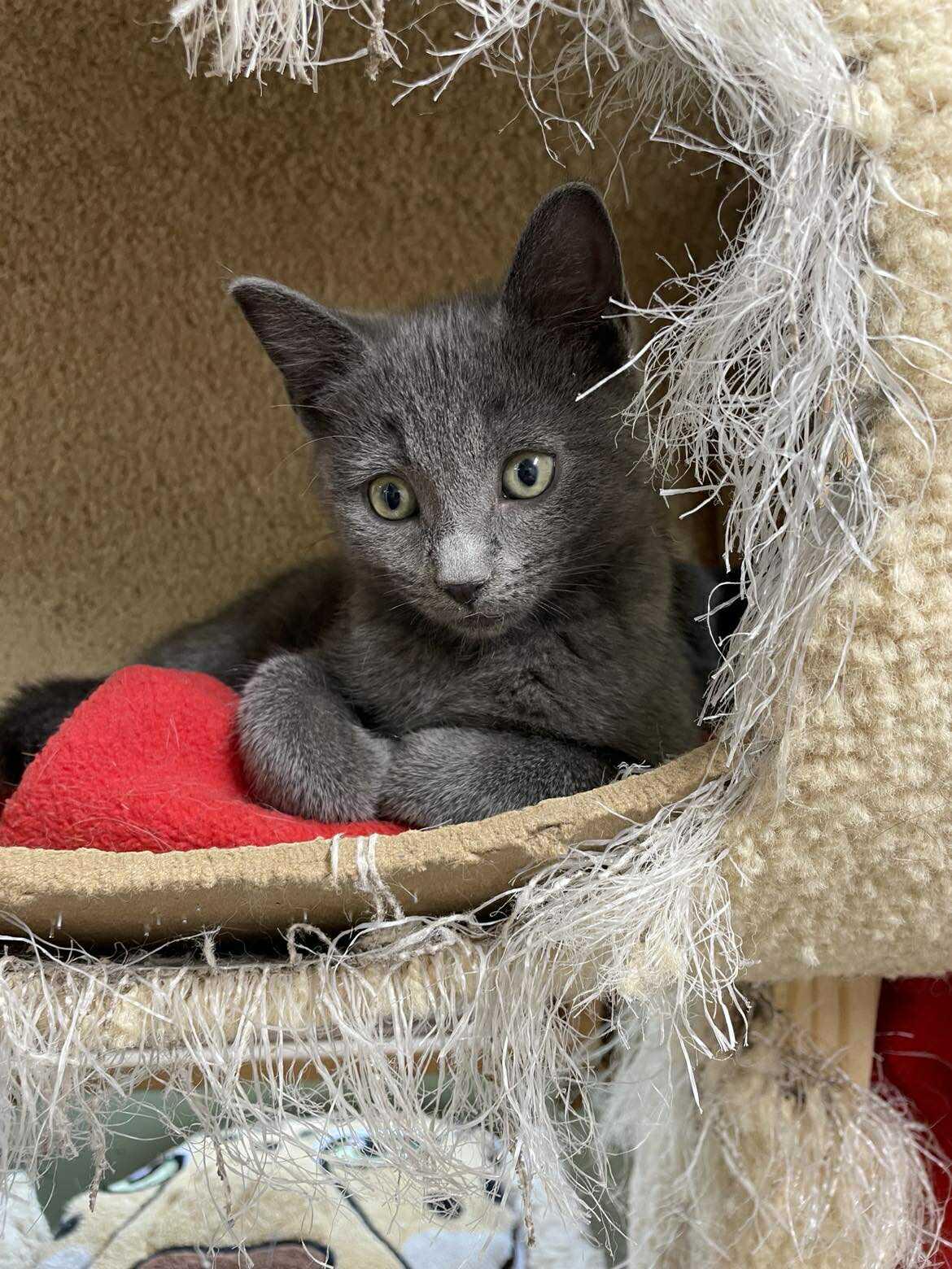 Enlarge Shrimp Ru Jones, an adopted mixed breed in Indianapolis, IN image 2/6