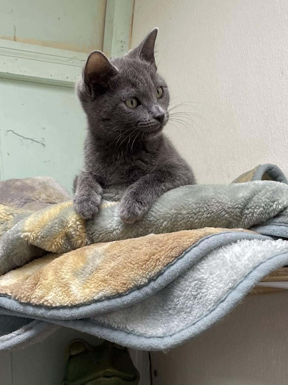 Shrimp Ru Jones, adopted, Kitten Female Domestic Short Hair & Russian Blue.