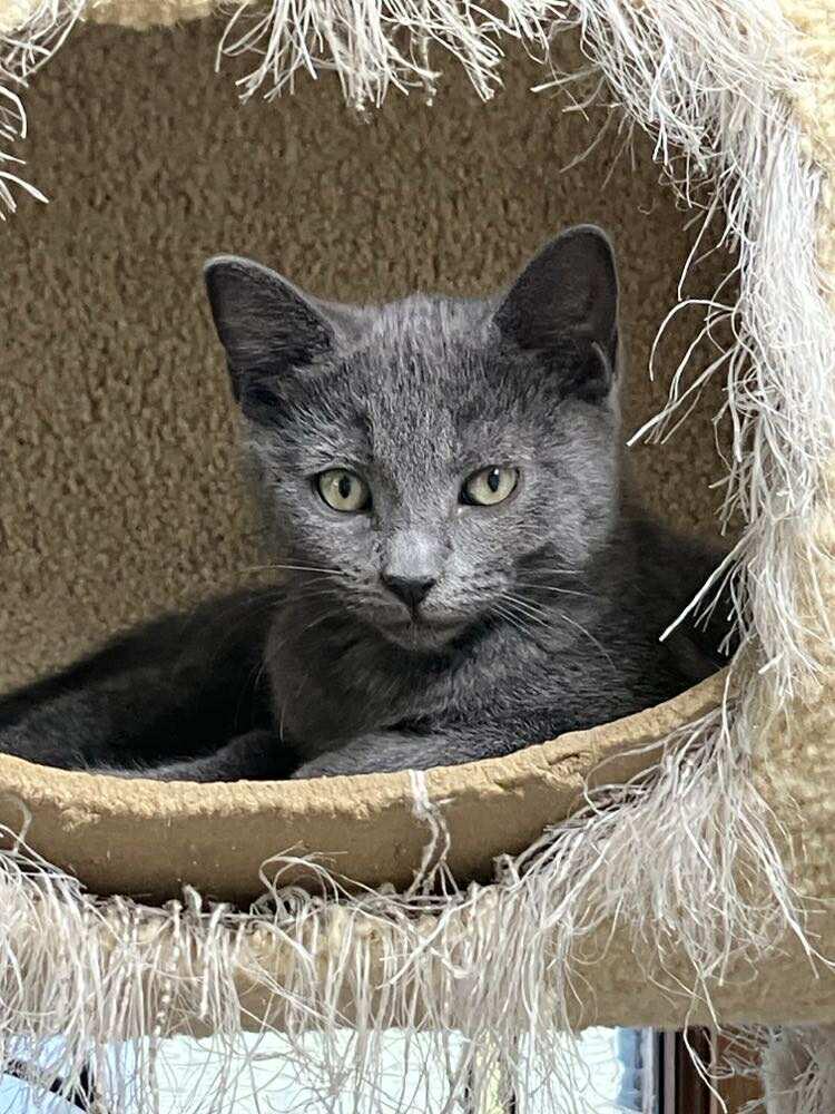 Enlarge Shrimp Ru Jones, an adopted mixed breed in Indianapolis, IN image 4/6